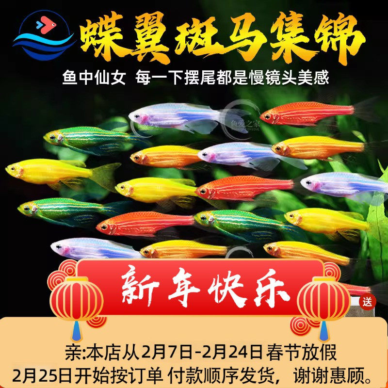 蝶翼翡翠斑马鱼长尾长鳍大帆荧光糖果斑马小型热带观赏鱼活体鱼苗