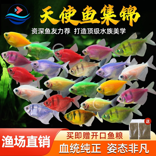 天使鱼热带观赏鱼小型淡水鱼