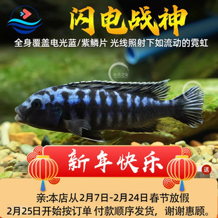 闪电战神鱼三湖慈鲷鱼热带观赏鱼好养耐活岩栖中小型淡水鱼
