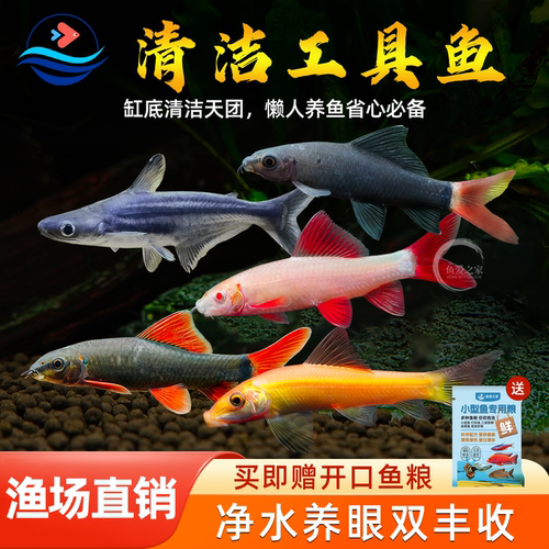 彩虹鲨金苔鼠清道夫除藻工具鱼