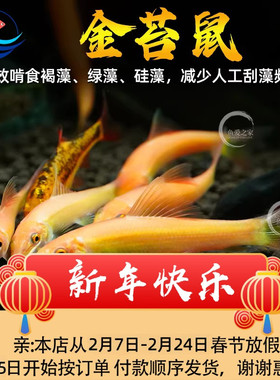 金苔鼠鱼观赏鱼清道夫小型热带斑马鱼除藻工具淡水清洁鱼缸老鼠鱼