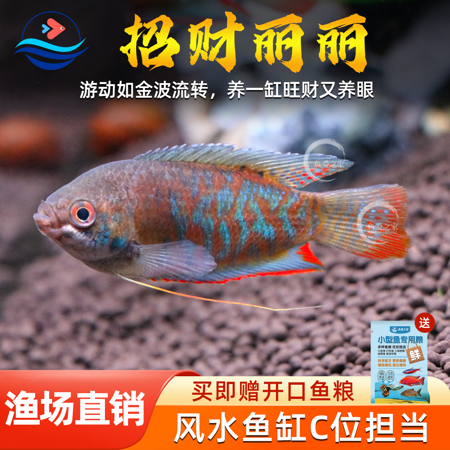 招财丽丽鱼草缸淡水鱼新手招财鱼宠物好养耐活血丽丽鱼五彩丽丽鱼