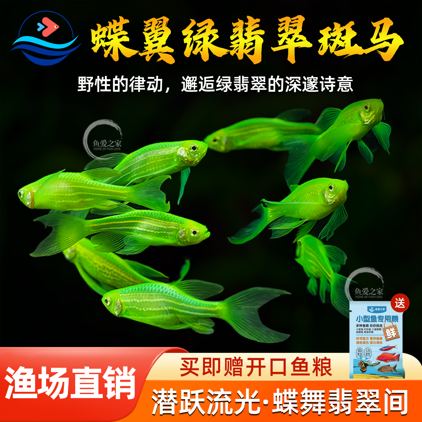 蝶翼斑马鱼长尾长鳍大帆翡翠绿观赏鱼龙凤冷水小型淡水好养活鱼