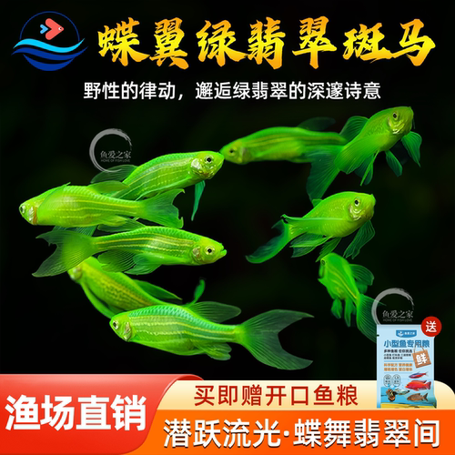 蝶翼斑马鱼长尾长鳍大帆翡翠绿