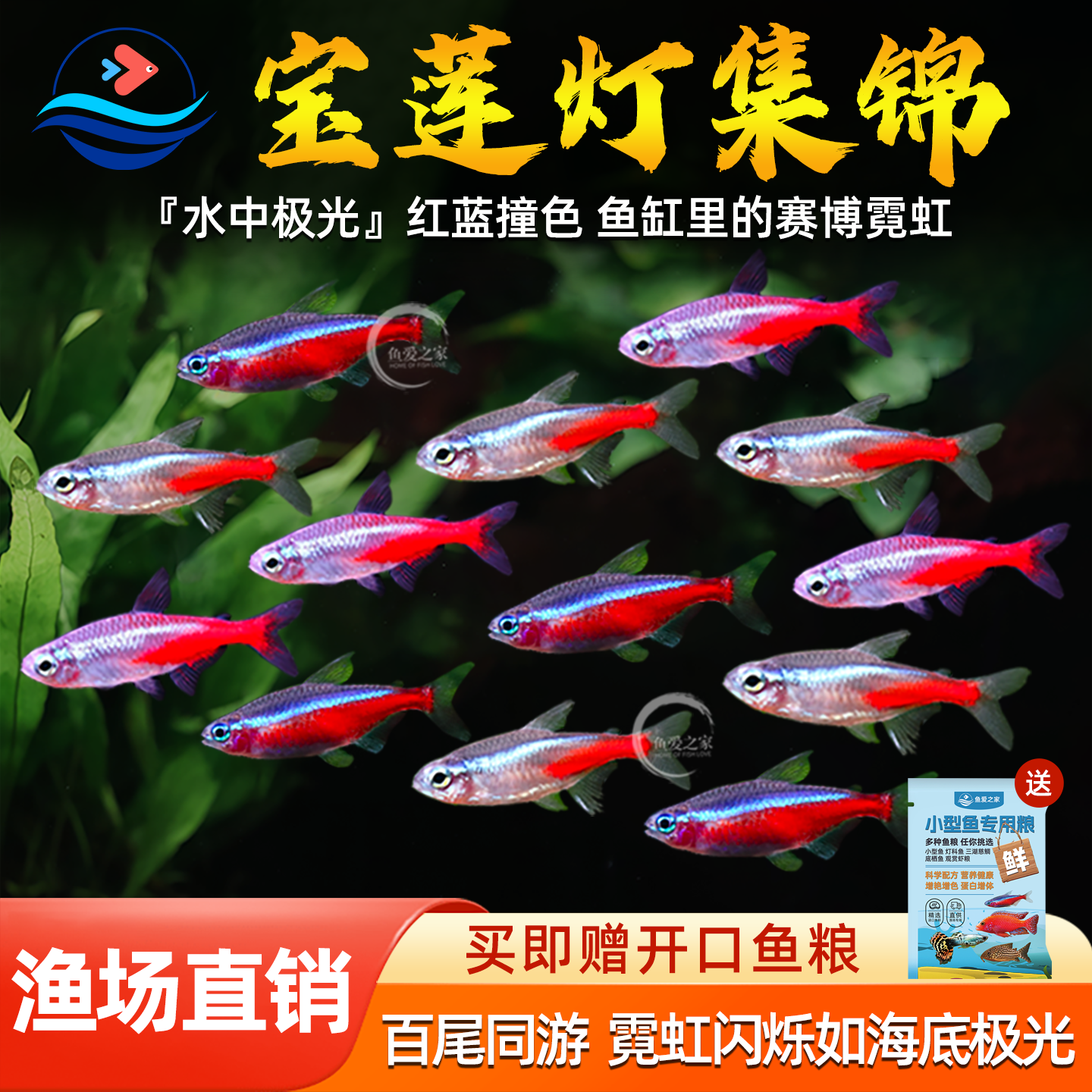 红绿灯鱼宝莲灯鱼小型热带观赏鱼钻石灯红绿灯鱼群游宠物宝莲灯鱼