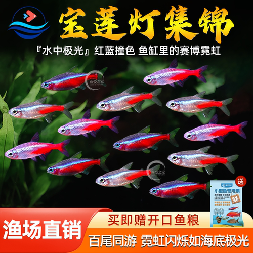 红绿灯鱼宝莲灯鱼小型热带观赏鱼