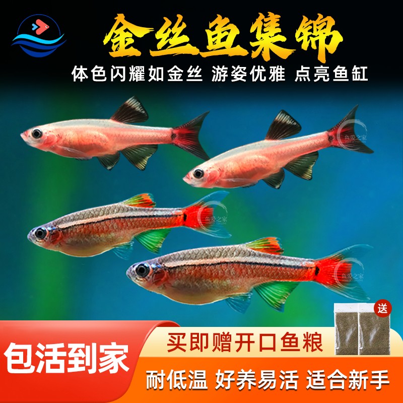 白云金丝鱼小型冷水鱼草缸群游鱼