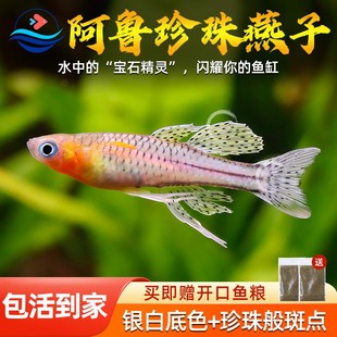 阿鲁珍珠燕子鱼大帆橘色热带观赏鱼缸草缸上层灯鱼群游小型鱼活体