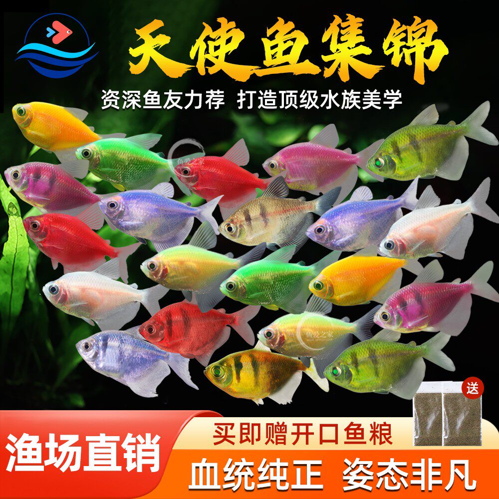 天使鱼热带观赏鱼小型淡水鱼好养耐活孔雀鱼斑马鱼群游鱼活体鱼苗