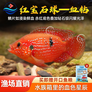 红宝石鱼血钻鱼热带鱼三湖慈鲷招财鱼观赏鱼易养易繁殖包邮包活