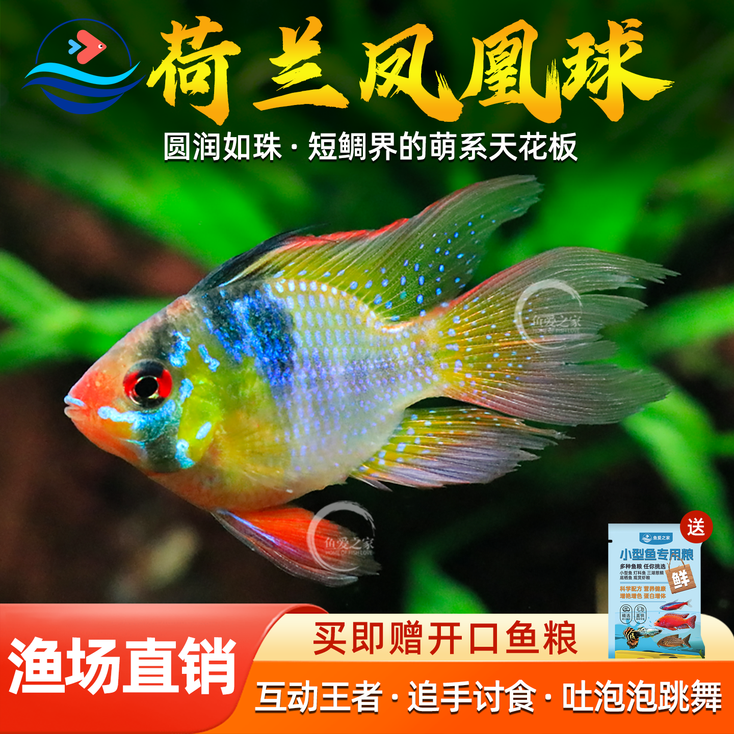 荷兰凤凰球鱼金波子宝蓝球短鲷阿凡达小型热带观赏鱼宠物活体小鱼