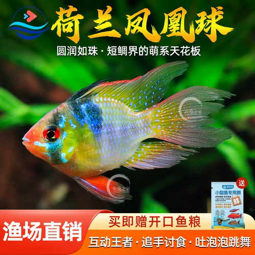 荷兰凤凰球鱼金波子宝蓝球短鲷