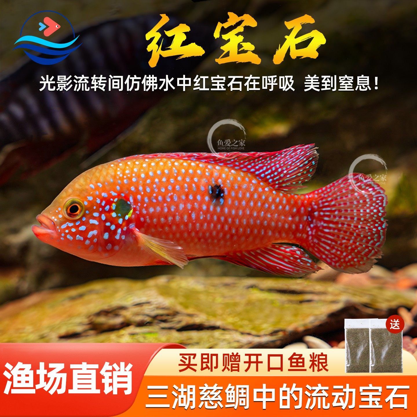 红宝石鱼血钻鱼热带鱼三湖慈鲷