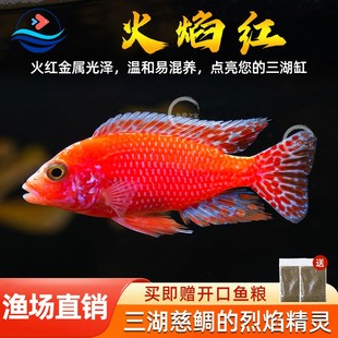 龙血火焰红三湖慈鲷鱼热带淡水鱼水族鱼缸观赏鱼宠物鱼活体龙血红