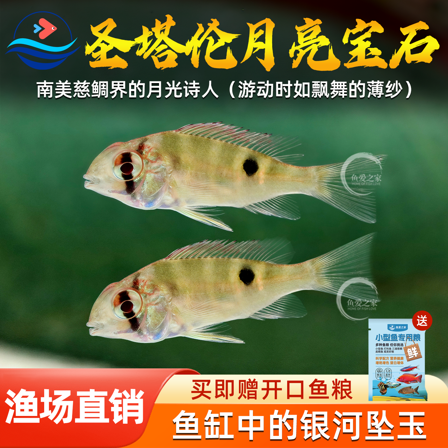 圣塔伦月亮宝石南美慈鲷温顺易养草缸热带鱼观赏鱼好养活体小型鱼