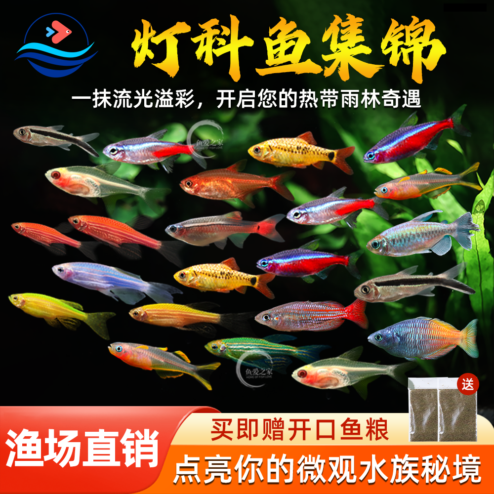 宝莲灯红绿灯科鱼热带观赏鱼