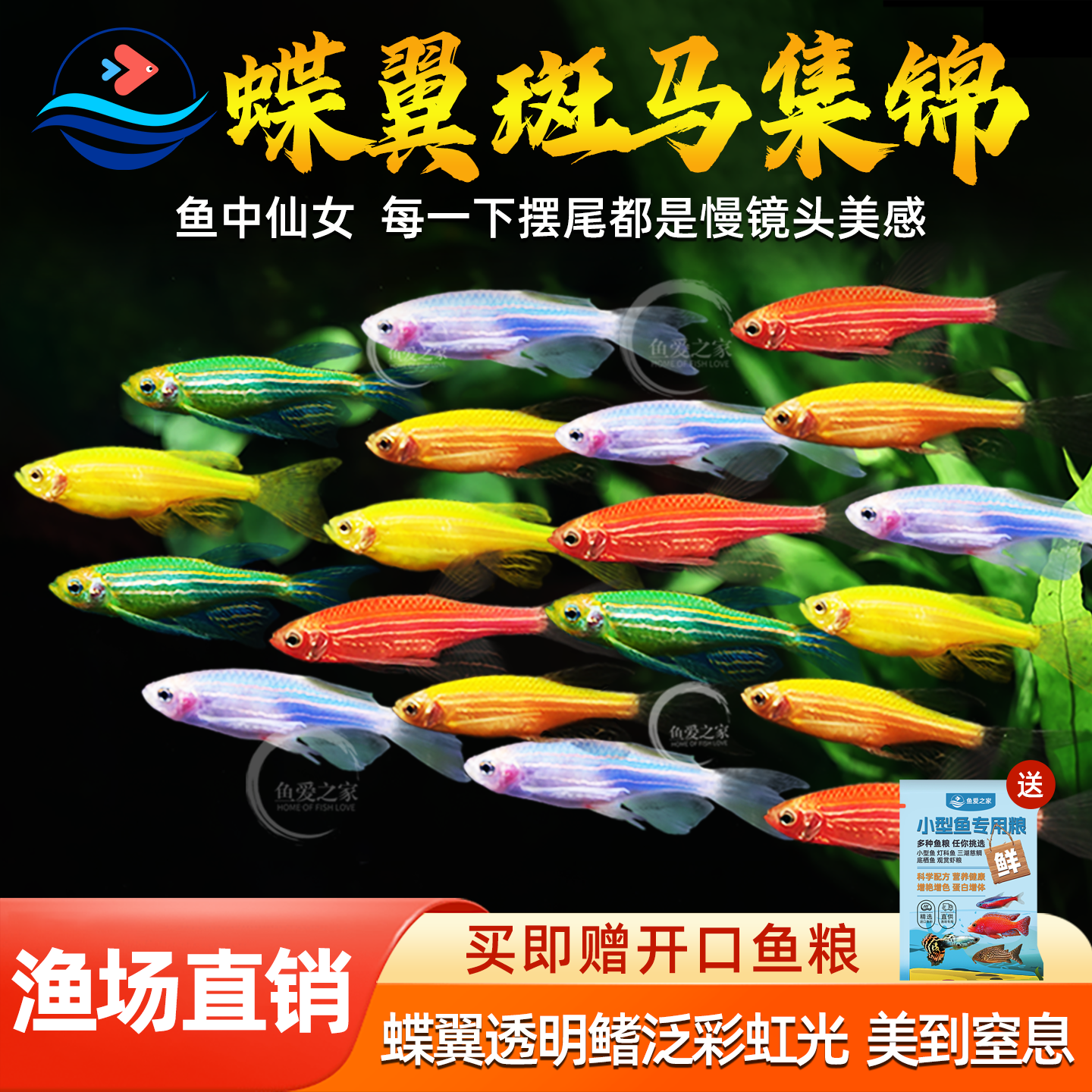 蝶翼翡翠斑马鱼长尾长鳍大帆荧光糖果斑马小型热带观赏鱼活体鱼苗