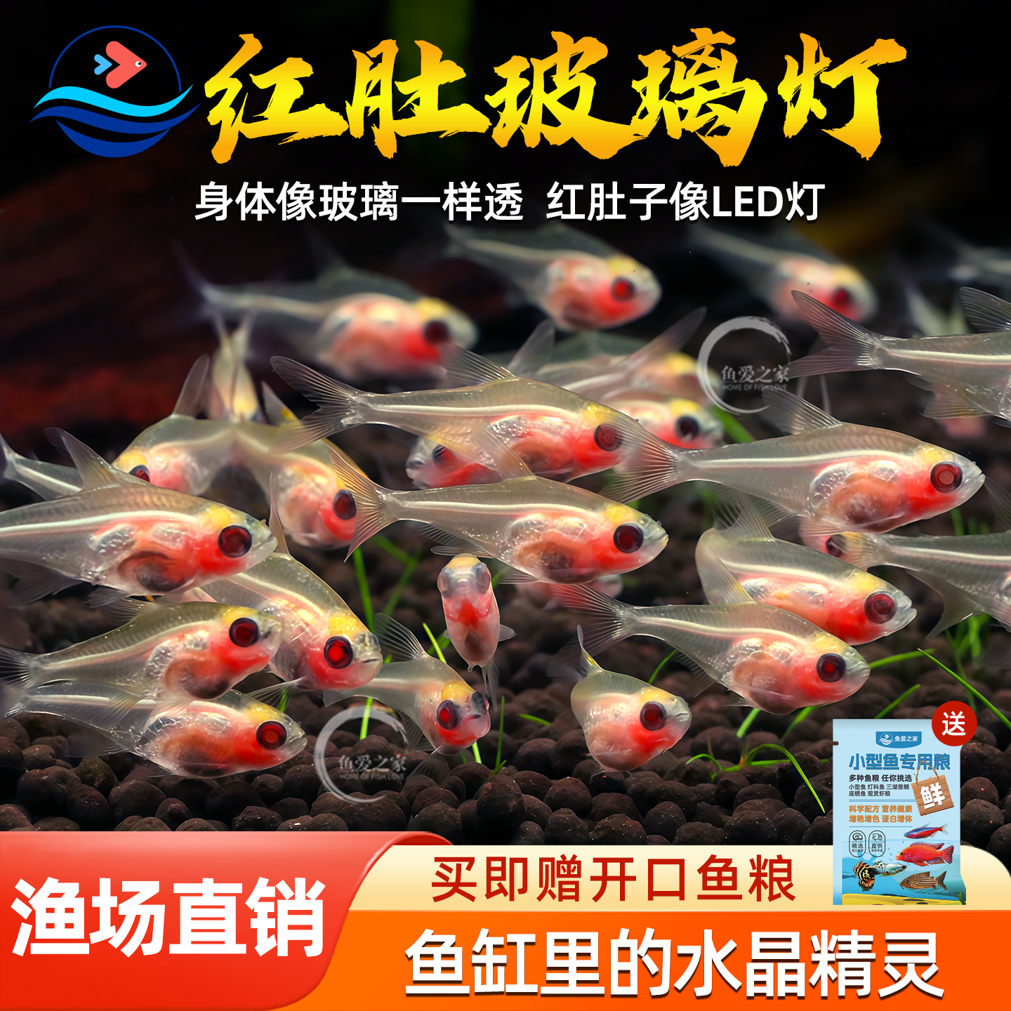 红肚玻璃鱼红肚皮热带观赏鱼活体透明鱼混养耐活鱼缸淡水灯科小鱼