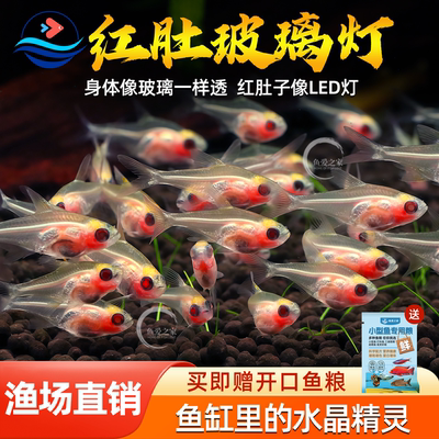红肚玻璃鱼热带观赏鱼活体