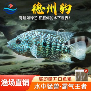 德州豹鱼绿巨人满天星德萨斯豹中大型热带观赏鱼慈鲷发财鱼宠物鱼