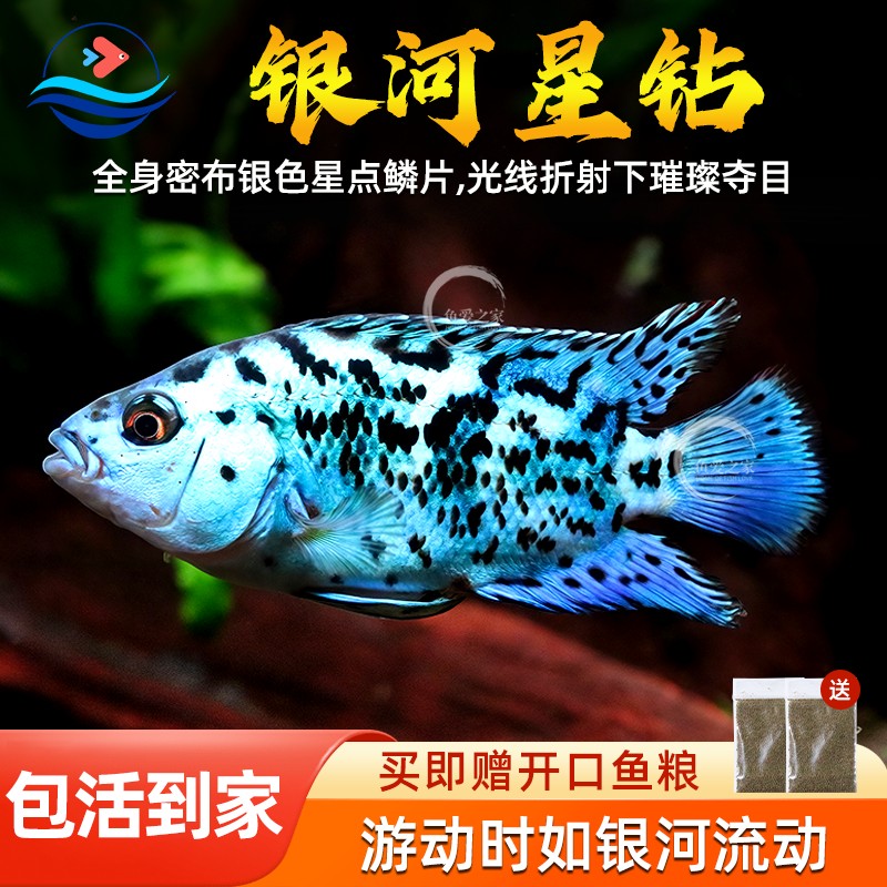 银河星钻鱼三湖慈鲷坦鲷淡水蝴蝶观赏鱼慈鲷鱼新手好养短鲷活体