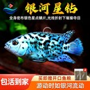 银河星钻鱼三湖慈鲷坦鲷淡水蝴蝶观赏鱼慈鲷鱼新手好养短鲷活体