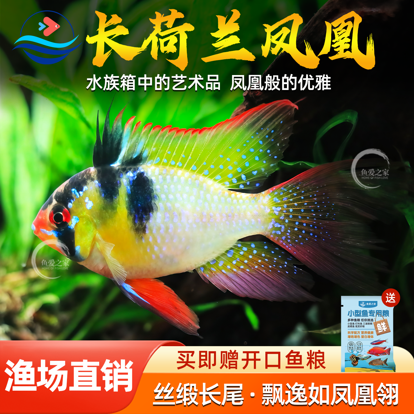 长尾荷兰凤凰球鱼金波子球鱼短鲷阿凡达鱼缸小型热带观赏鱼活宠物