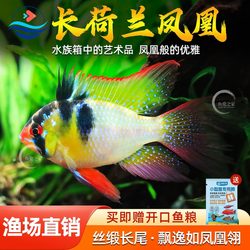 长尾荷兰凤凰球鱼金波子宝蓝球