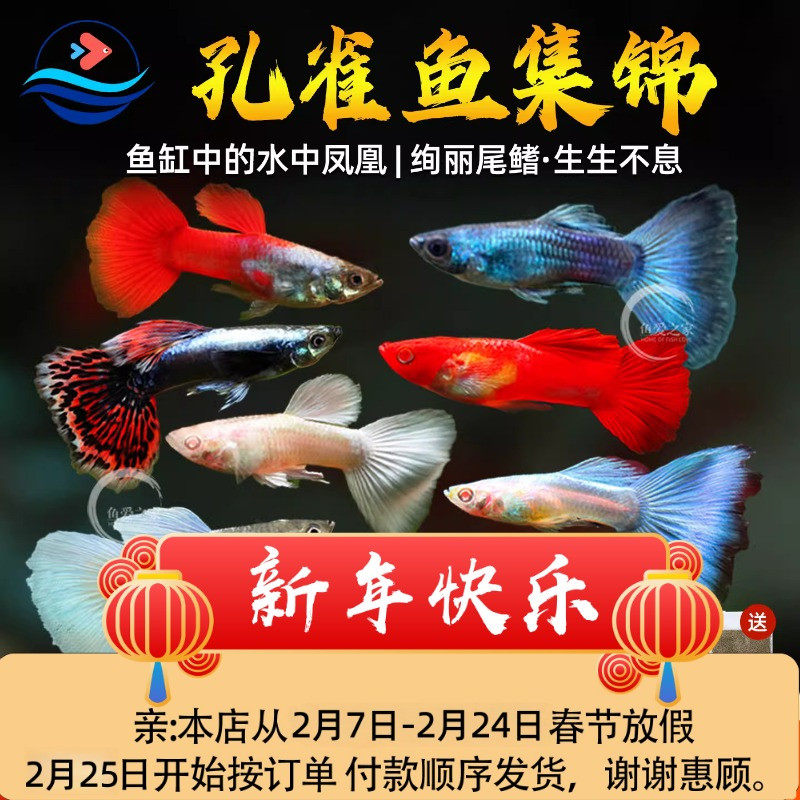 孔雀鱼热带观赏鱼活体小型淡水鱼宝莲灯斑马清道夫红绿灯鱼灯科鱼