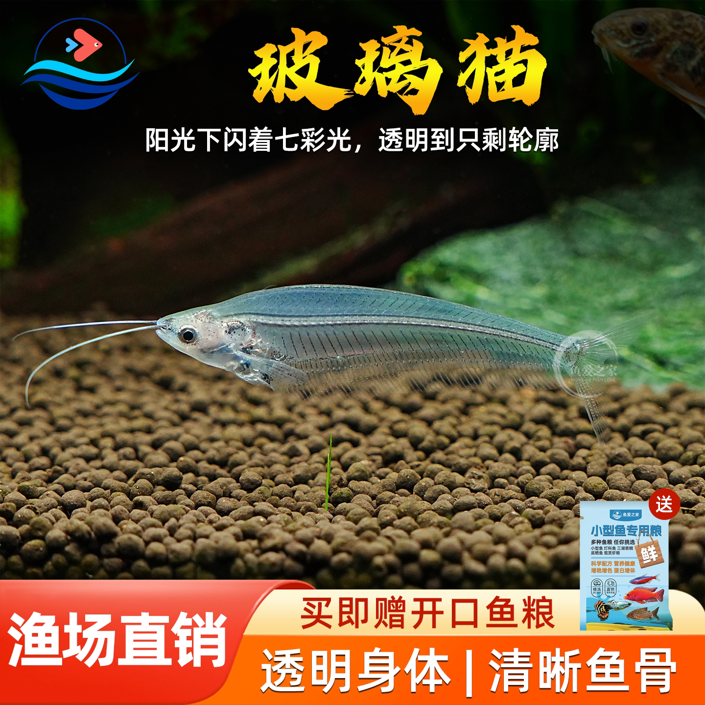 热带淡水草缸活体玻璃猫鱼群游