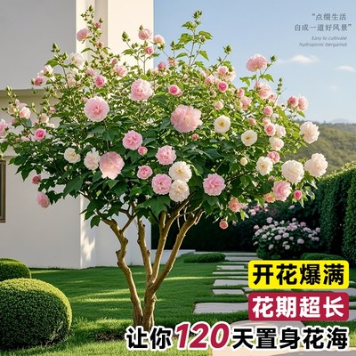 芙蓉花盆栽重瓣树苗特大号三醉木芙蓉花卉变色耐寒室内外绿化植物