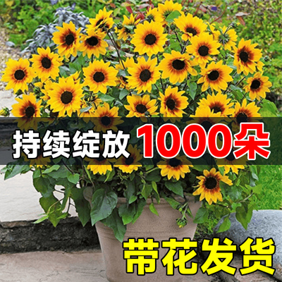 光辉岁月向日葵盆栽带花苞室内花卉阳台植物种子孑太阳花四季开花