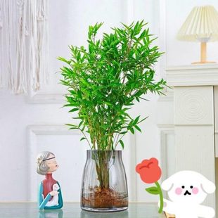 常青 凤尾竹盆栽竹子庭院观赏植物微型盆景米竹苗室内水养植物四季