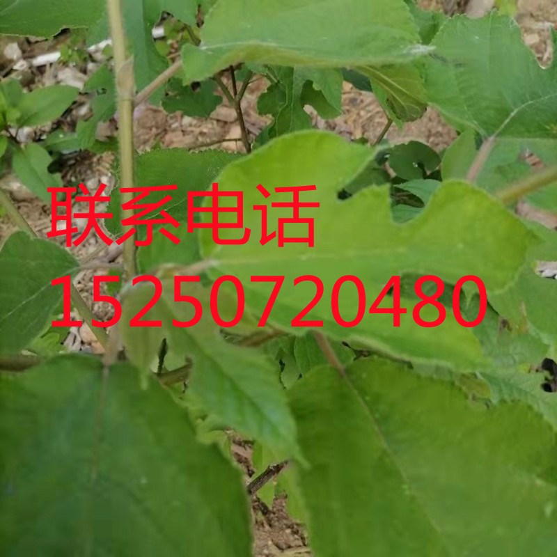 构树苗禇树苗枝行道树木构树小苗绿化造林构树饲养构Y树叶钩树苗