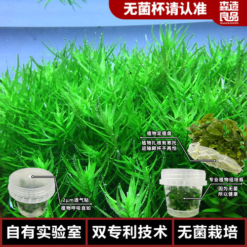绿宫廷无菌杯水草水族鱼缸生态缸造景水草后景阳性养鱼专用水草