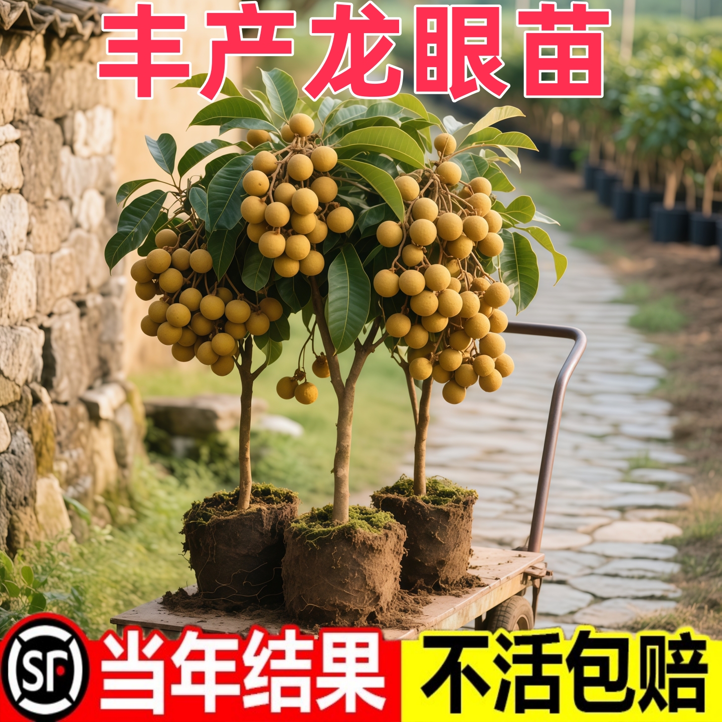 龙眼树苖嫁接盆栽水果树苗储良桂圆石硖南方四季种植地栽当年结果
