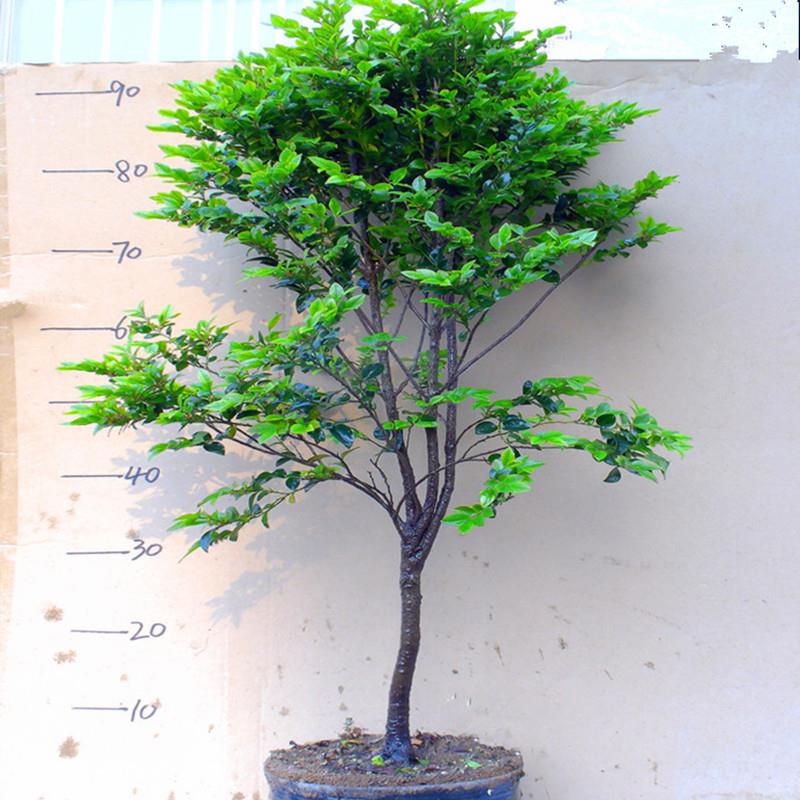 原生小叶紫檀盆景落地盆栽客厅庭院种植美观植物树桩绿化好养树苗