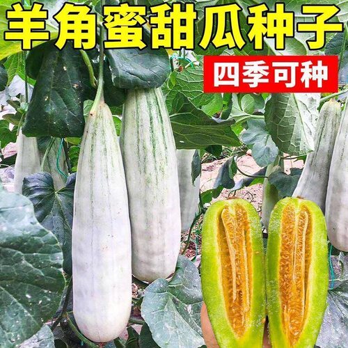 羊角蜜甜瓜种子高产新鲜羊角酥香瓜甜瓜种子羊角甜瓜四季种子大全