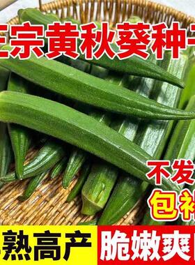 【新种好养活】不易老水果秋葵种子生吃好种的水果黄色秋葵籽蔬菜