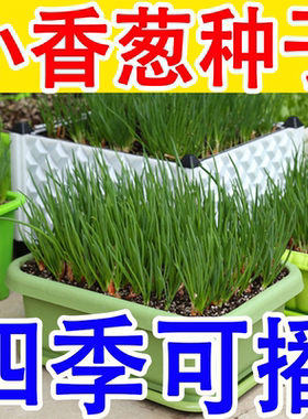 四季小香葱籽小香葱种子阳台室内盆栽葱种子耐寒蔬菜种子家庭菜种