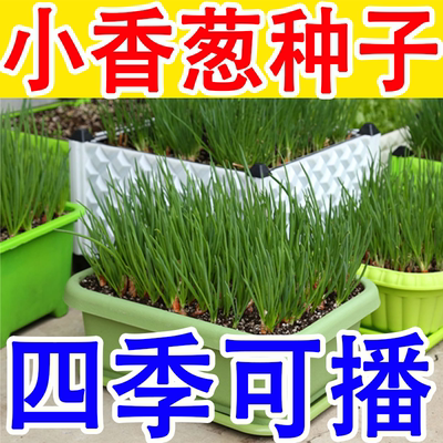 四季小香葱籽小香葱种子阳台室内盆栽葱种子耐寒蔬菜种子家庭菜种
