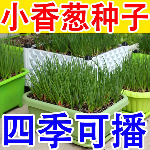 四季小香葱籽小香葱种子阳台室内盆栽葱种子耐寒蔬菜种子家庭菜种