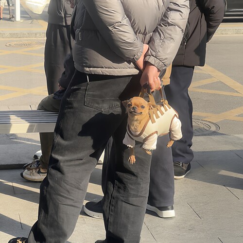 吉娃娃小型犬便携透气外出包