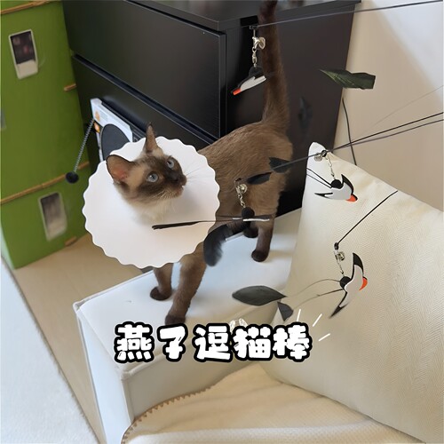 替换逗猫棒头燕子羽毛铃铛解闷