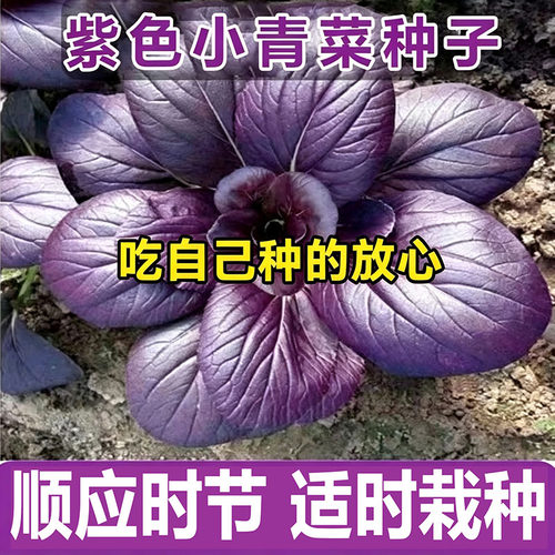 紫罗兰紫油菜种籽紫色上海青小青菜四季播阳台盆栽蔬菜种子