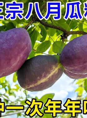 紫色八月瓜种籽八月炸种孑香蕉籽九月黄水果甜瓜八月瓜种子高产