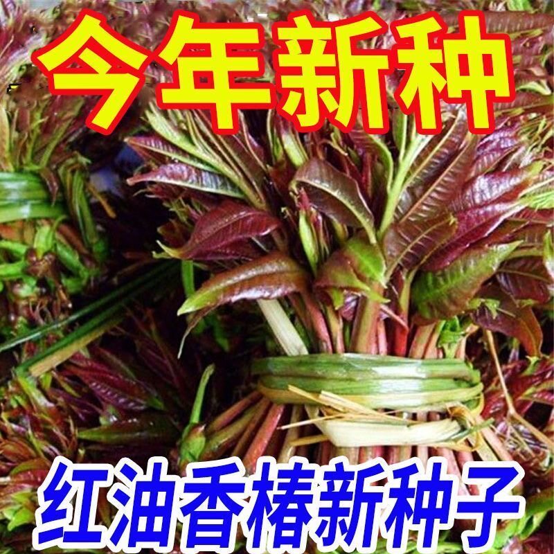 香椿种子速生红油香椿种子四季播农家阳台红叶香春芽苗菜蔬菜种子