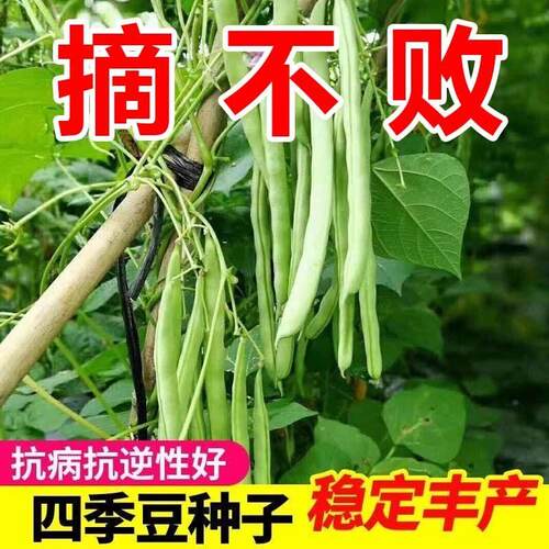 免搭架早熟无架矮生地豆种子四季豆籽阳台小院盆栽种植蔬菜种子