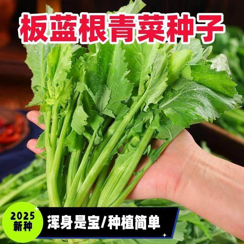 板蓝根青菜种子食用特色野菜中药材种籽四季蔬菜孑阳台盆栽春季
