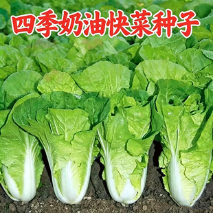 四季年幼快菜种籽速生快菜四季奶油小白菜阳台种子高产耐热蔬菜